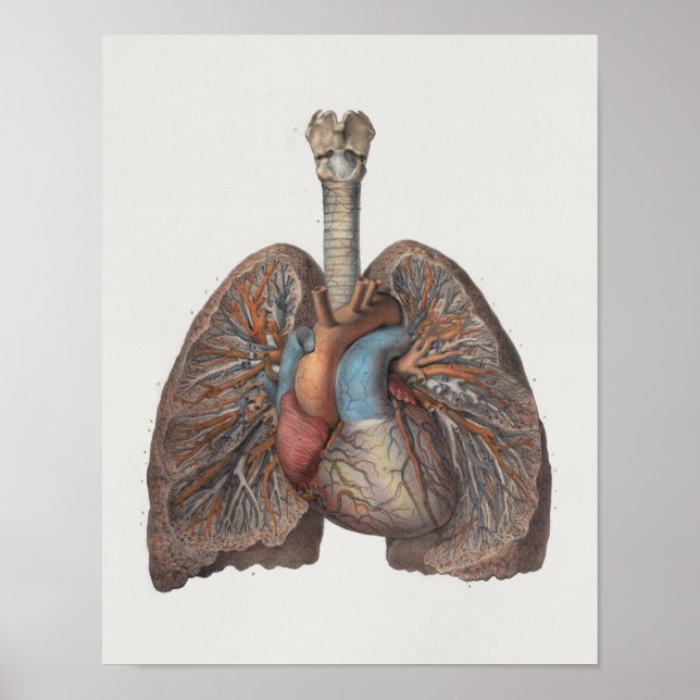 1867 Lungs Heart Vintage Anatomy Print (Front)