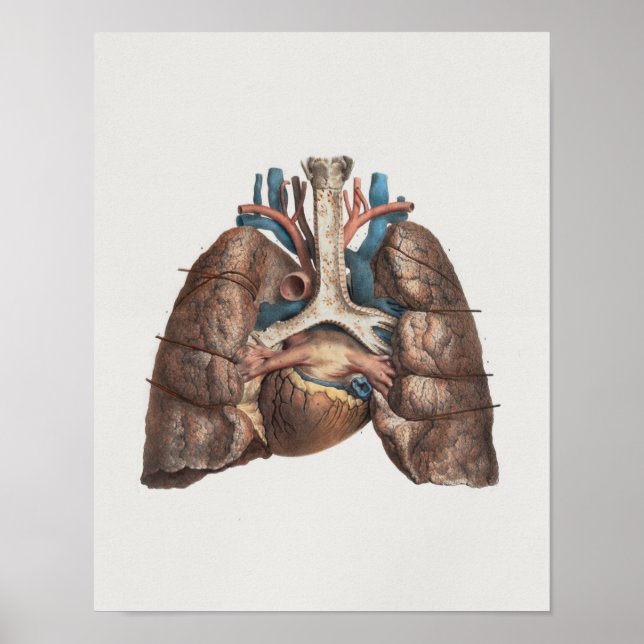 1867 Lungs Heart Vintage Anatomy Print (Front)