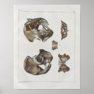 1867 Pelvic Bones Vintage Anatomy Print