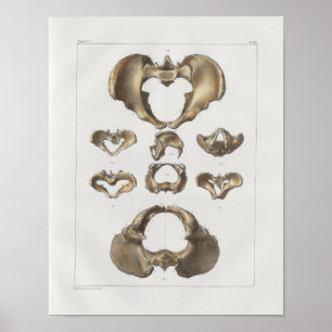 1867 Pelvic Bones Vintage Anatomy Print