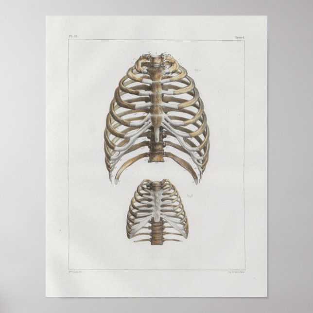 1867 Rib Cage Bones Vintage Anatomy Print (Front)