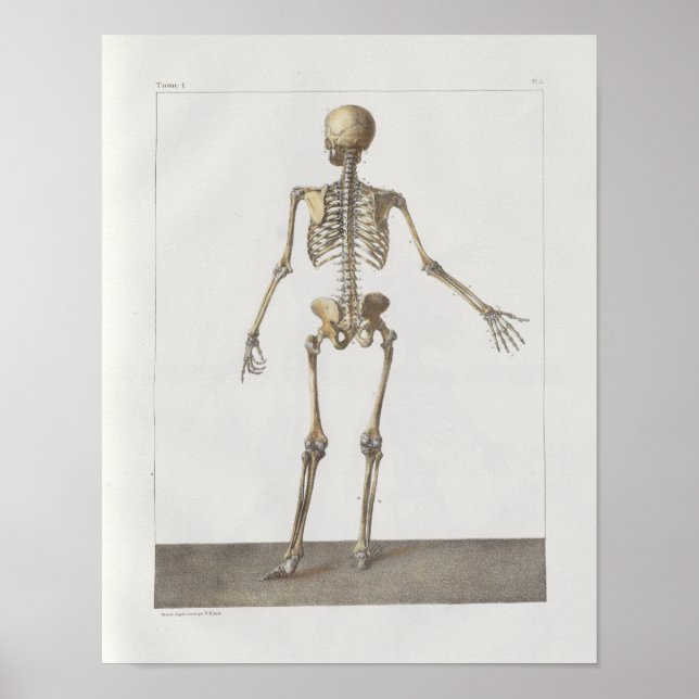 1867 Skeleton Bones Vintage Anatomy Medical Print (Front)