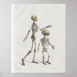1867 Skeleton Bones Vintage Anatomy Medical Print