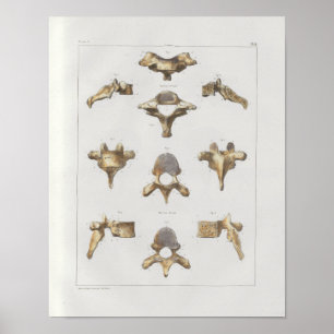 1867 Spinal Vertebrae Vintage Anatomy Print