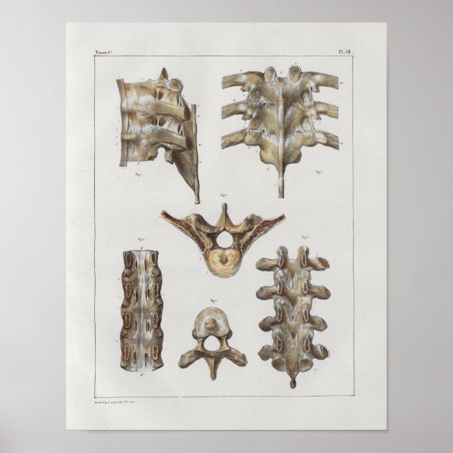 1867 Thoracic Spine Vintage Anatomy Print (Front)
