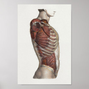 1867 Torso Muscles Vintage Anatomy Print