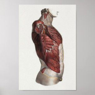 1867 Torso Muscles Vintage Anatomy Print