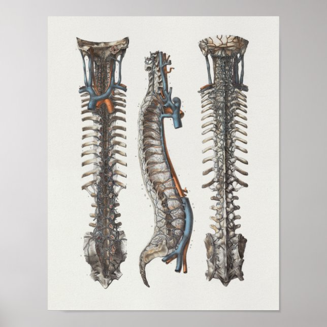 1867 Veins Spine Vintage Anatomy Print (Front)