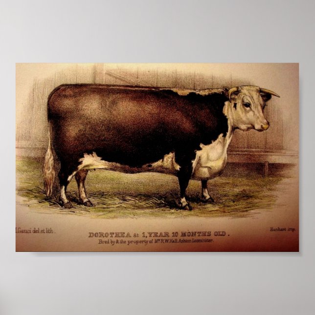 1874 Engraving Hereford Cattle DOROTHEA Leominster Poster (Front)