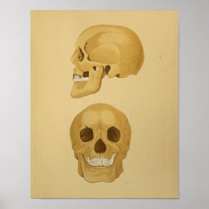 1879 Vintage Anatomy Print Human Skull