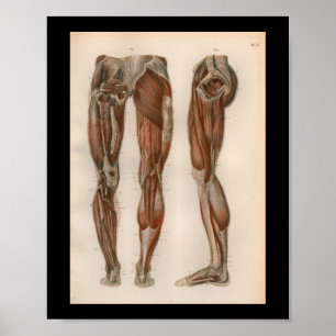 1879 Vintage Bock Anatomy Print Leg Muscles