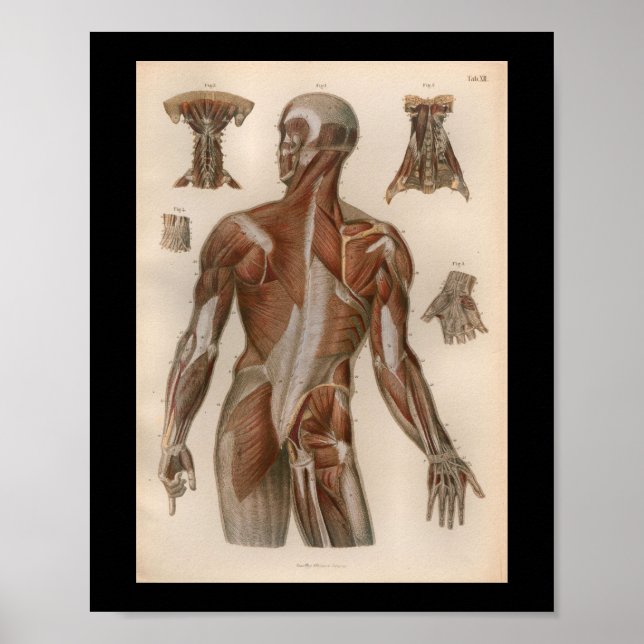 1879 Vintage Bock Anatomy Print Muscles (Front)
