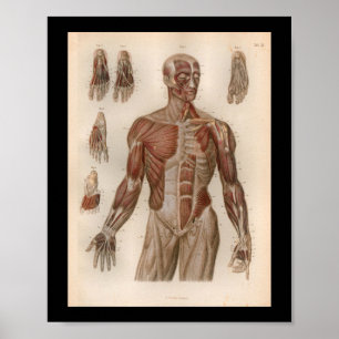 1879 Vintage Bock Anatomy Print Muscles