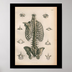 1879 Vintage Bock Anatomy Print Skeleton