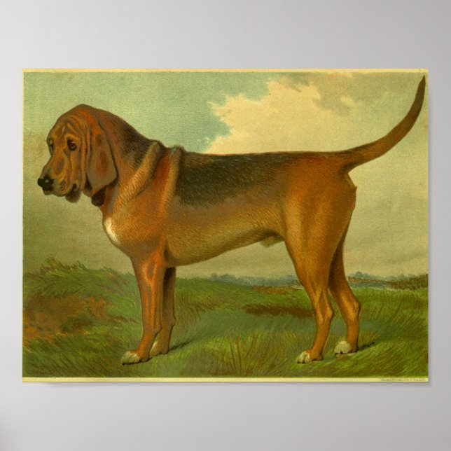 1881 Vintage Bloodhound Print (Front)