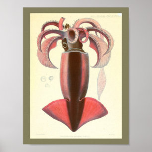 1881 Vintage Color Squid Art Print