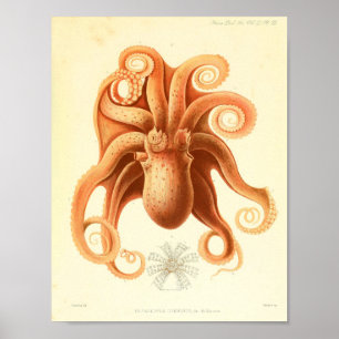 1881 Vintage Colour Octopus Art Print