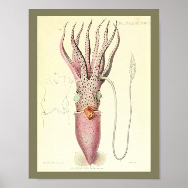 1881 Vintage Colour Squid Art Print (Front)