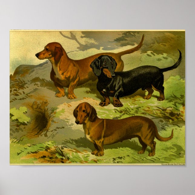 1881 Vintage Dachshunds Print (Front)