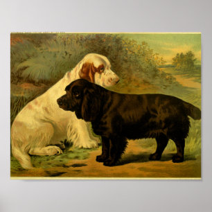 1881 Vintage Field Spaniels Print
