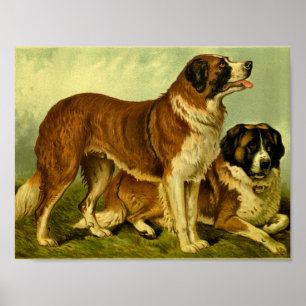 1881 Vintage St. Bernards Print