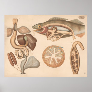 1882 Frog and Perch Digestive Organs Poster