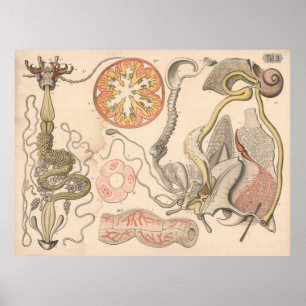 1882 Insect Digestive Organs Biology Art Poster