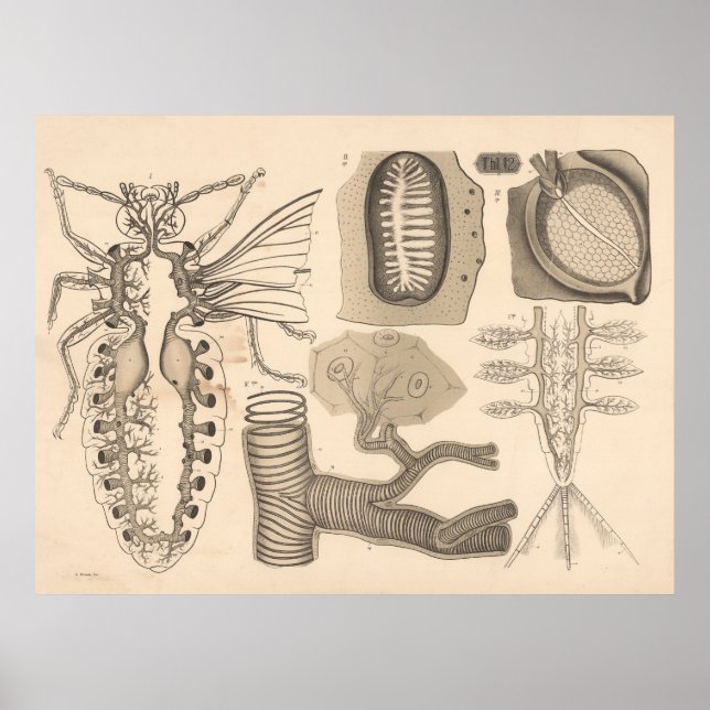 1882 Respiratory Organs Lower Animals Poster (Front)