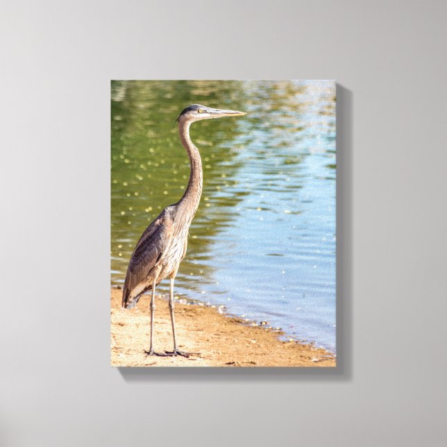 1884-Great Blue Heron Canvas Print (Front)