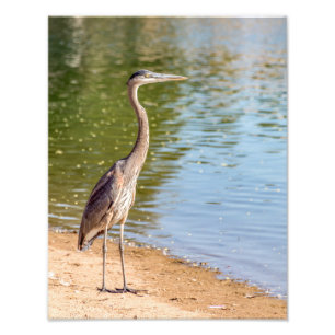 1884-Great Blue Heron Photo Print