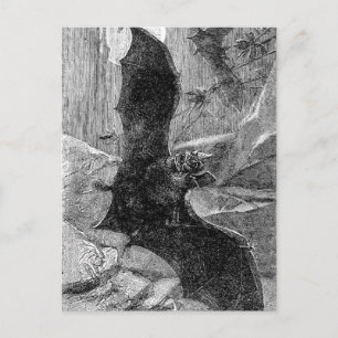 1885 Vampire Bat Illustration Postcard