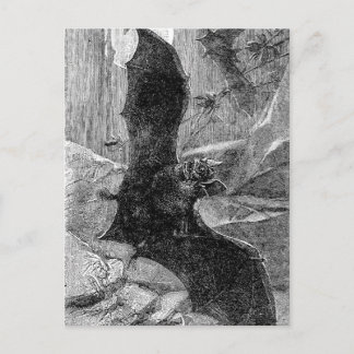 1885 Vampire Bat Illustration Postcard