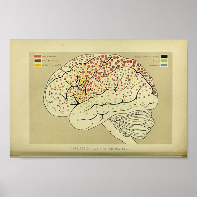 1886 Vintage Human Brain Anatomy Print (Front)