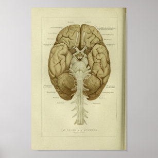 1886 Vintage Human Brain Anatomy Print