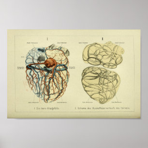 1886 Vintage Human Heart Anatomy Print