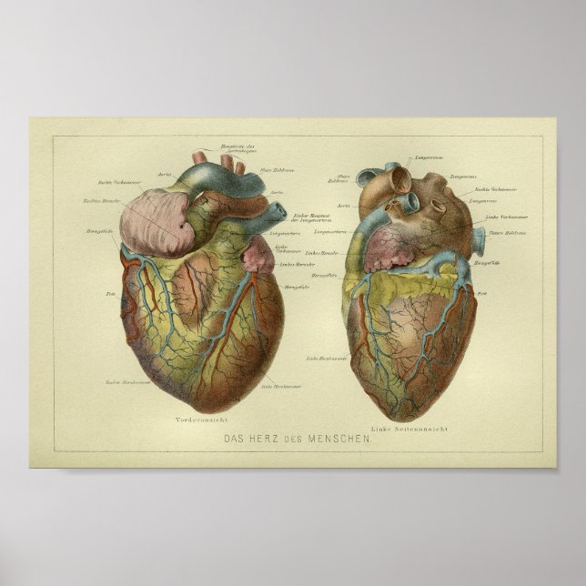 1886 Vintage Human Heart Anatomy Print (Front)