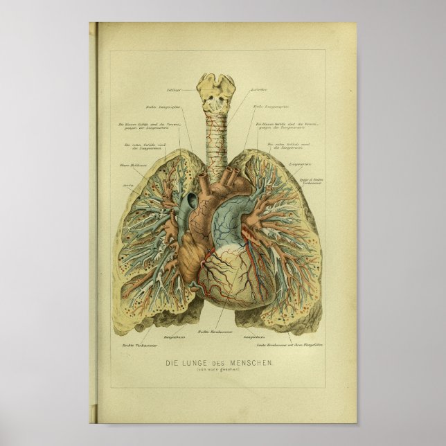 1886 Vintage Human Lungs Anatomy Print (Front)