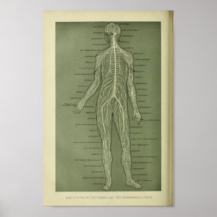 1886 Vintage Human Nerves Anatomy Print