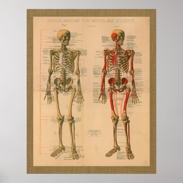 1888 Skeleton Muscle Attachment Anatomy Poster (Front)