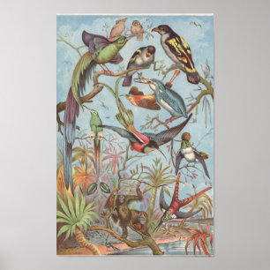 1889 Birds of the African Jungle Poster