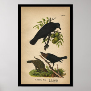 1890 Bird Print American Crow