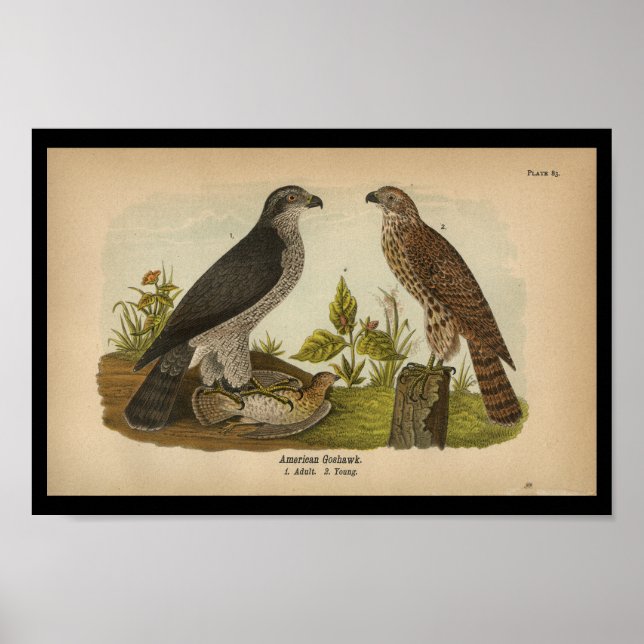 1890 Bird Print American Goshawk (Front)