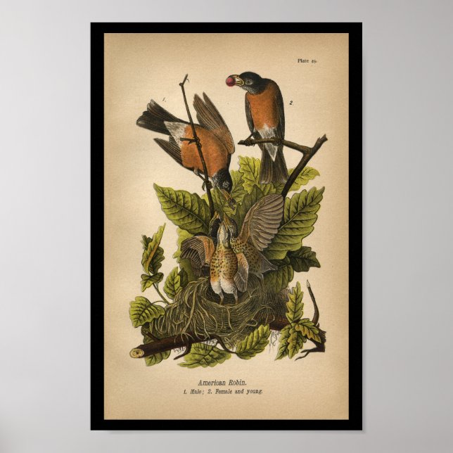 1890 Bird Print American Robin (Front)