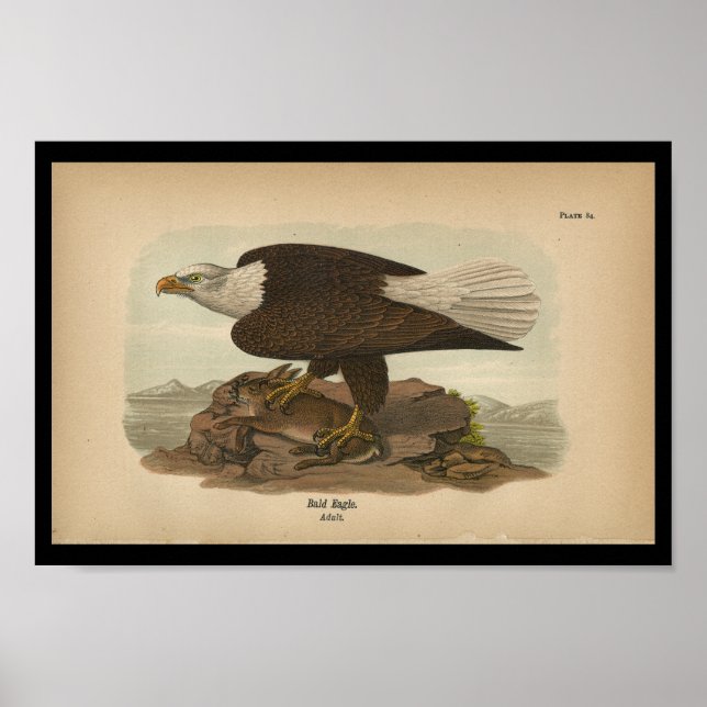 1890 Bird Print Bald Eagle (Front)