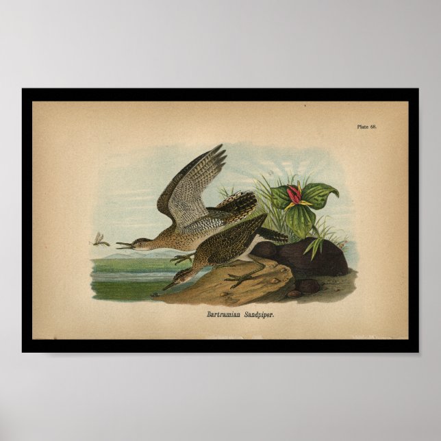1890 Bird Print Bartramian Sandpiper (Front)