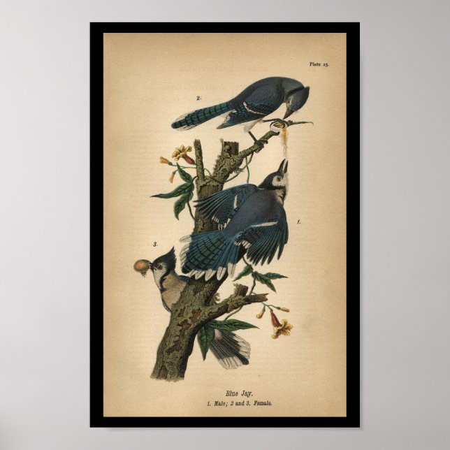 1890 Bird Print Blue Jay (Front)