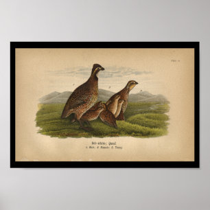 1890 Bird Print Bob-white Quail
