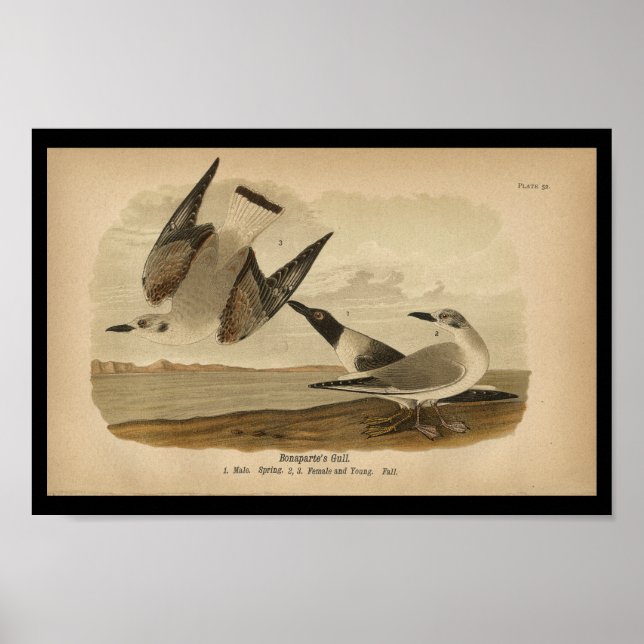 1890 Bird Print Bonaparte's Gull (Front)