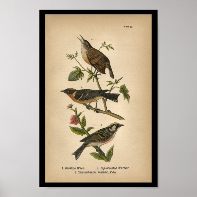 1890 Bird Print Carolina Wren (Front)