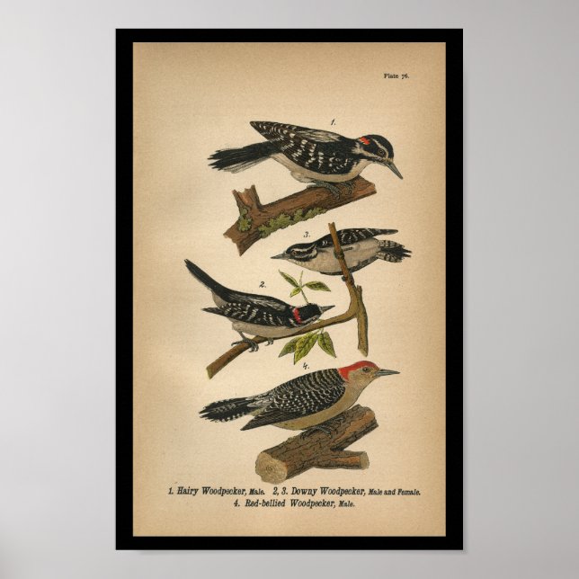 1890 Bird Print Downy Woodpecker (Front)